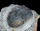 Bargain Thysanopeltis Trilobite #6918-2